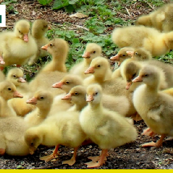 Гусиный хаб в Акколе