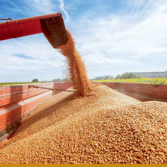 О ценах на зерно и их перспективе