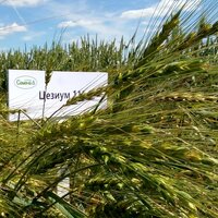 Сага о легендарном сорте Цезиум 111 Сага о легендарном сорте Цезиум 111