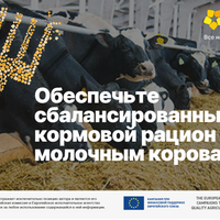 Молочным коровам — сбалансированный кормовой рацион Молочным коровам — сбалансированный кормовой рацион